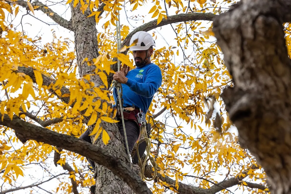 Skilled Tree Transplanting crew working in Easton